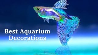 Best Aquarium decorations