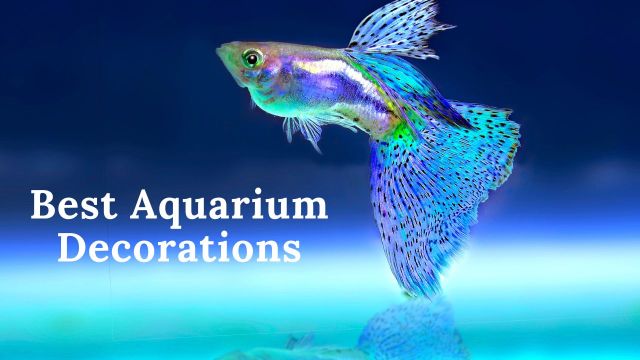 Best Aquarium decorations