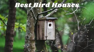 Best bird houses