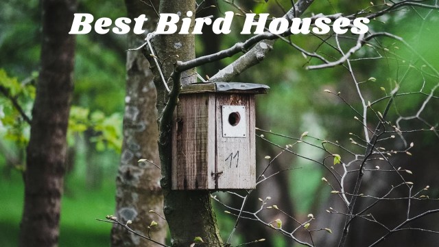 Best bird houses
