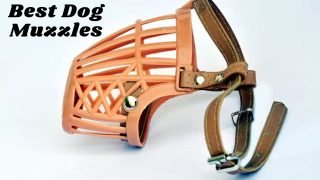 Best dog muzzles