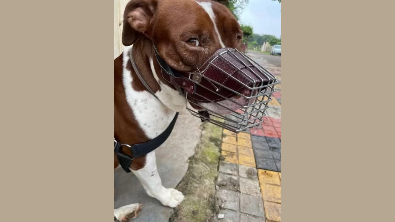 DRK Shop Mart Stainless Steel Dog Muzzle
