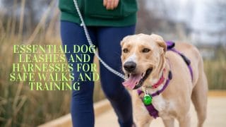 Essential Dog Leashes and Harnesses for Safe Walks and Training