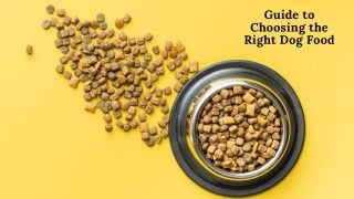 Guide to choosing the right dog food