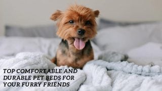 Top Comfortable and Durable Pet Beds for Your Furry Friends
