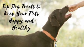 Top Dog Treats to Keep Your Pets Happy and Healthy