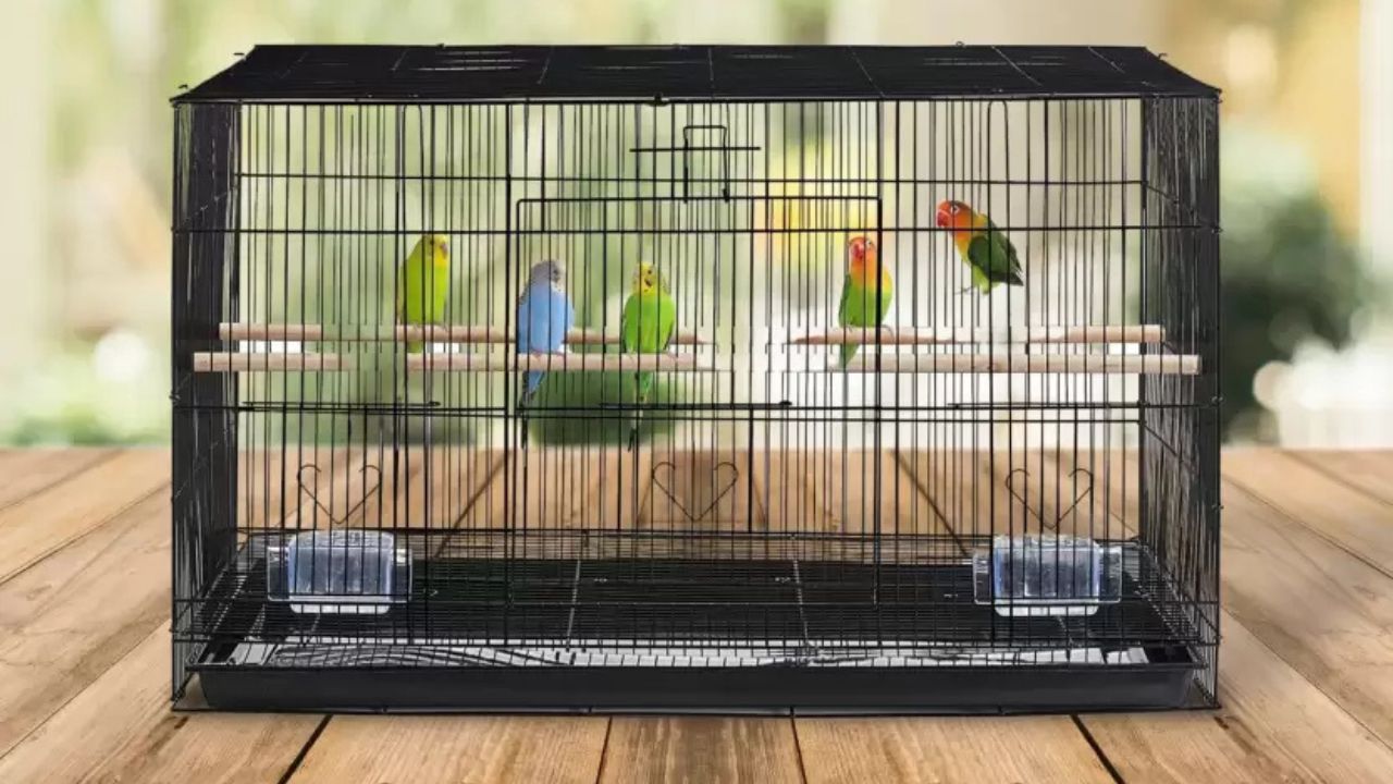 Vayinato 2-Feet Bird Cage with Swing and Accessories