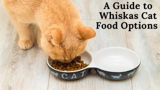 A Guide to Whiskas Cat Food Options