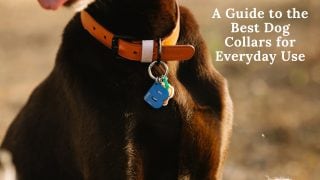 A Guide to the Best Dog Collars for Everyday Use