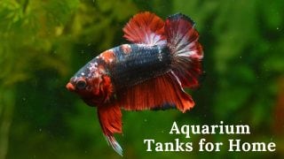 Aquarium Tanks for Home
