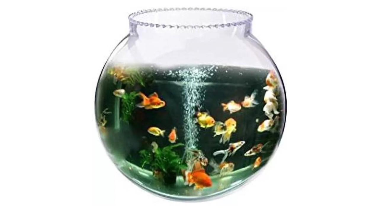 Goblet Decorative Round Ends Aquarium Tank