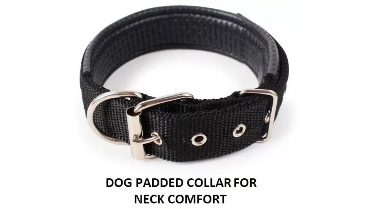 Hachiko Dog Everyday Collar