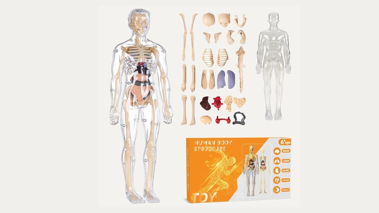 NHR Human Body Transparent Anatomy Model