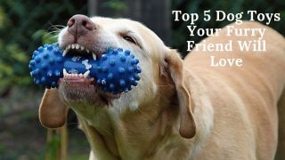 Top 5 Dog Toys Your Furry Friend Will Love