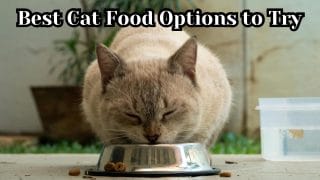 Best Cat Food Options to Try