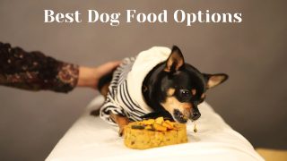 Best Dog Food Options to Try