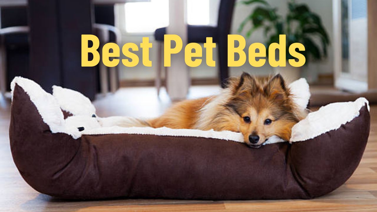 Best Pet Beds