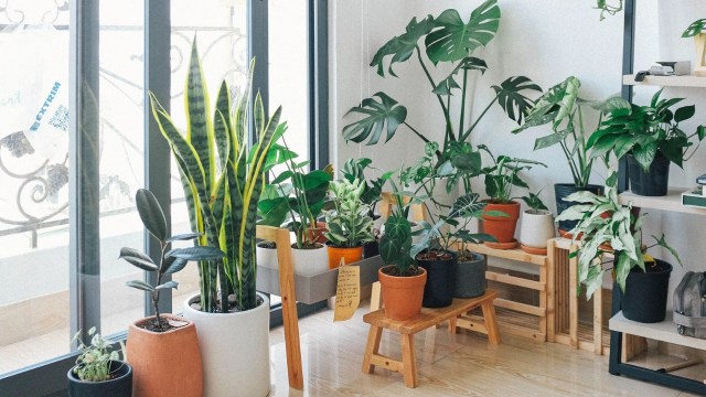 Best Indoor Plants by FnP