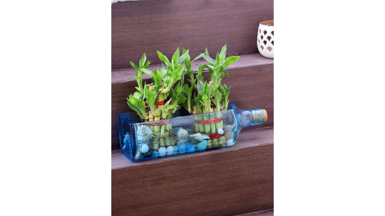 fnpGreen 2 Pieces Bamboo In Bombay Sapphire Bottle Planter