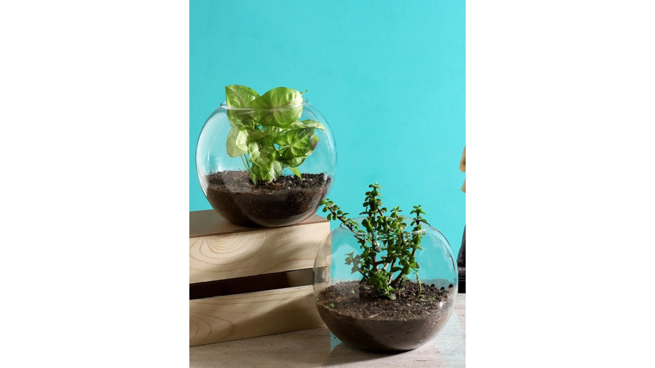 fnpGreen 2 Pieces Jade & Syngonium Plant Terrarium Set