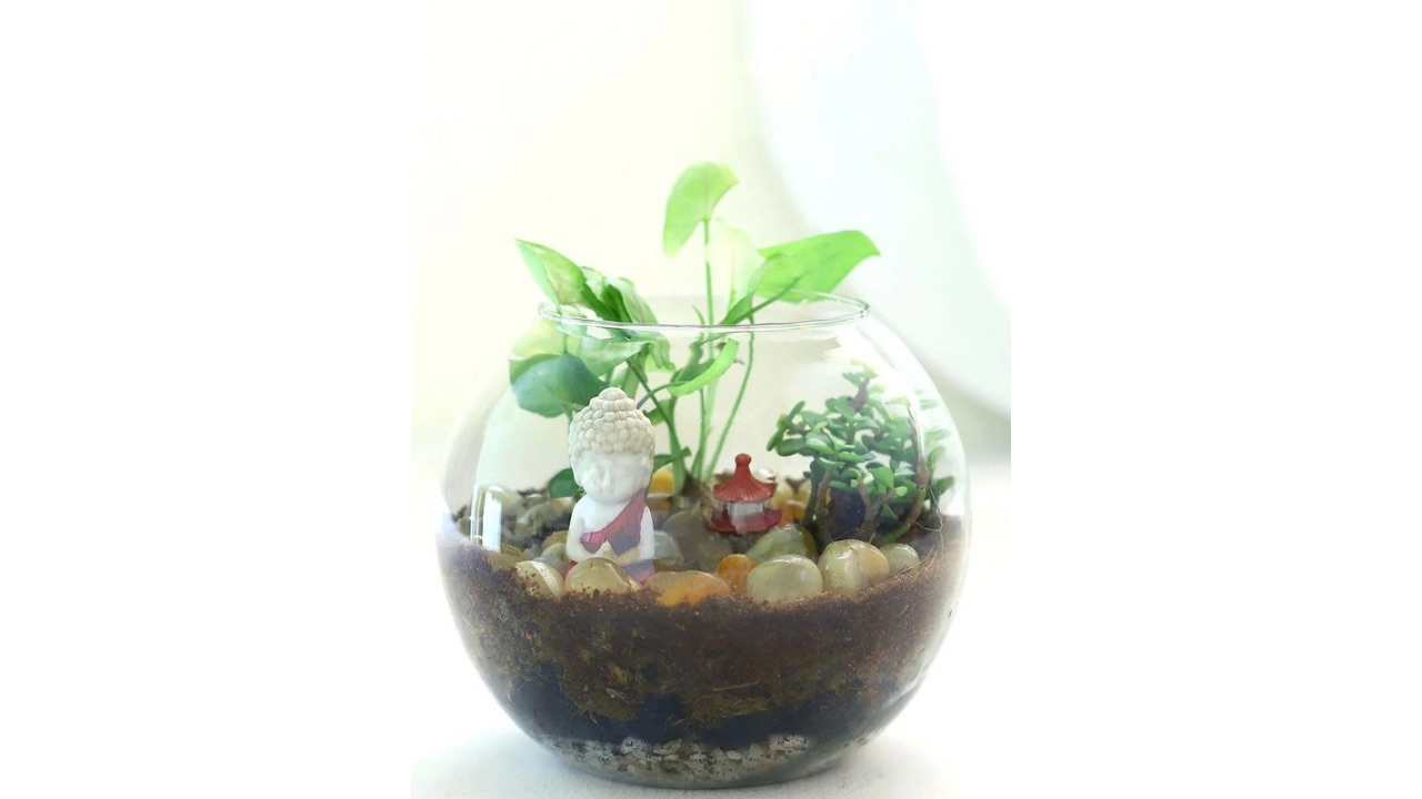 fnpGreen Indoor Jade N Syngonium Plant With Bowl