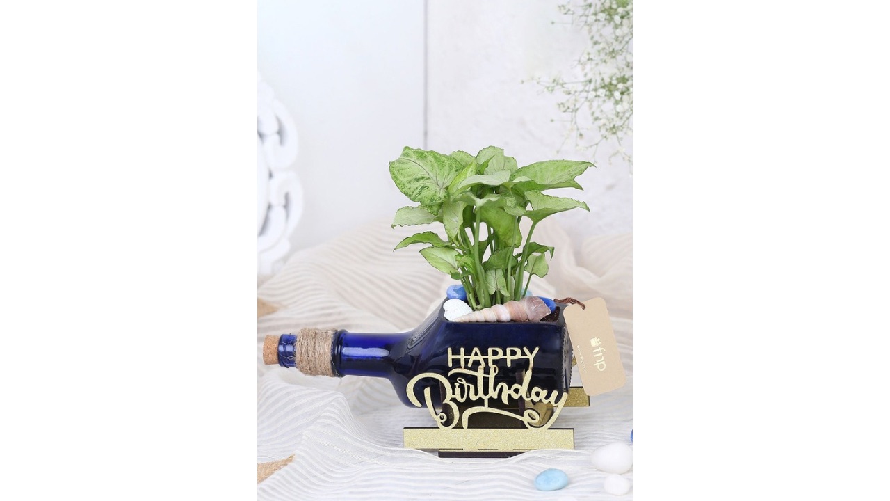 fnpGreen Syngonium Plant In Birthday Antiquity Bottle Planter
