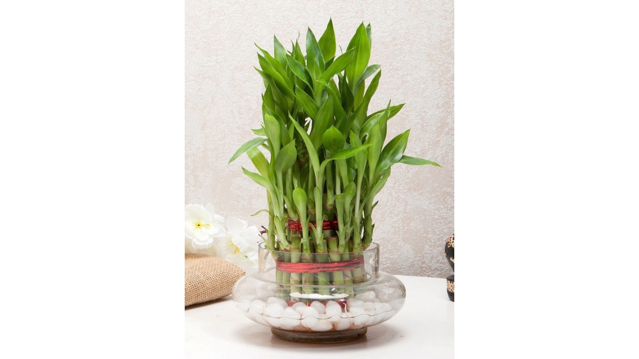fnpGreen Three Layer Bamboo Good Luck Terrarium