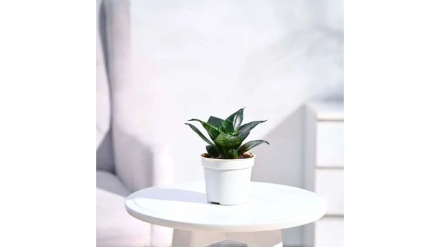 UGAOO Snake Plant